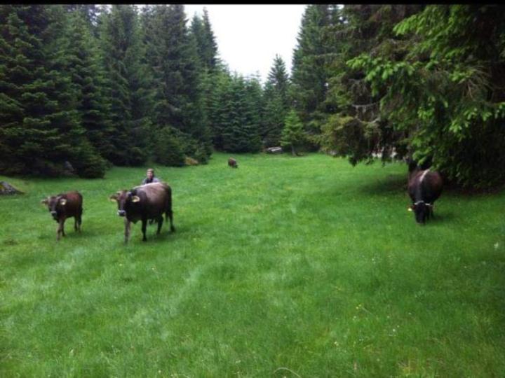 Willa Isov Ranch Plav Zewnętrze zdjęcie