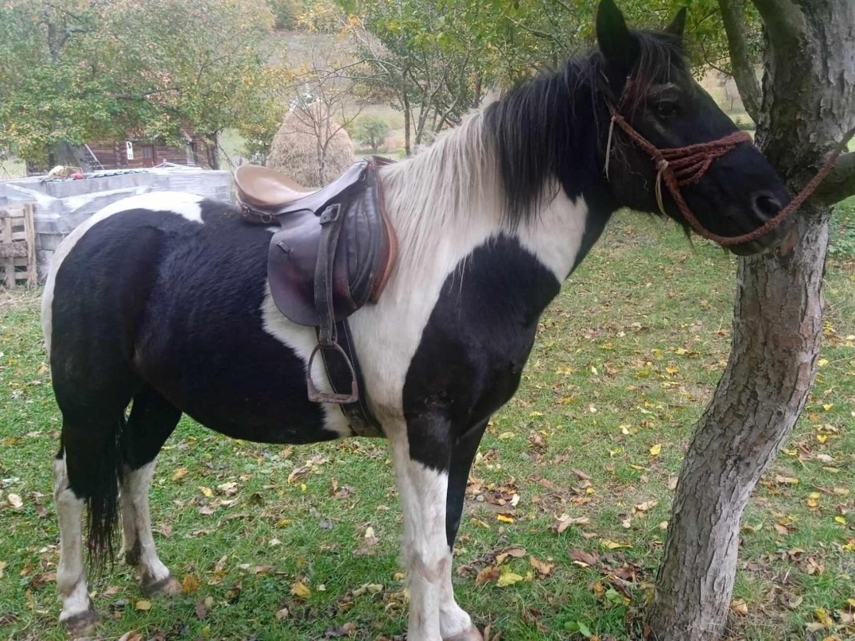 Willa Isov Ranch Plav Zewnętrze zdjęcie